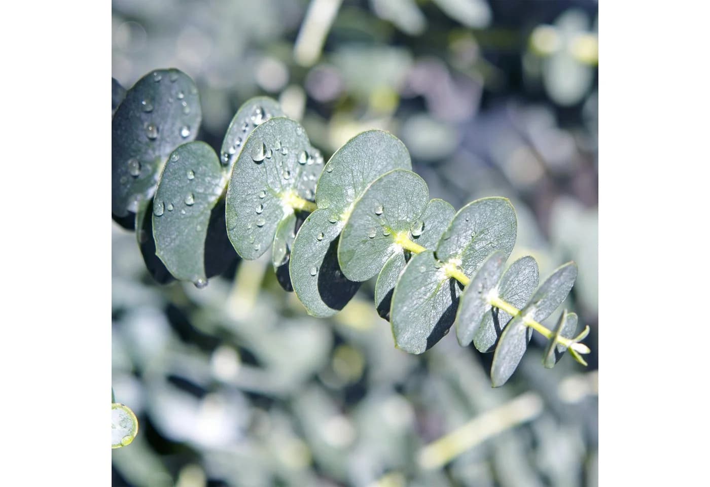 Exotenherz Eukalyptus gunnii 2er Set winterhart 14cm Topf