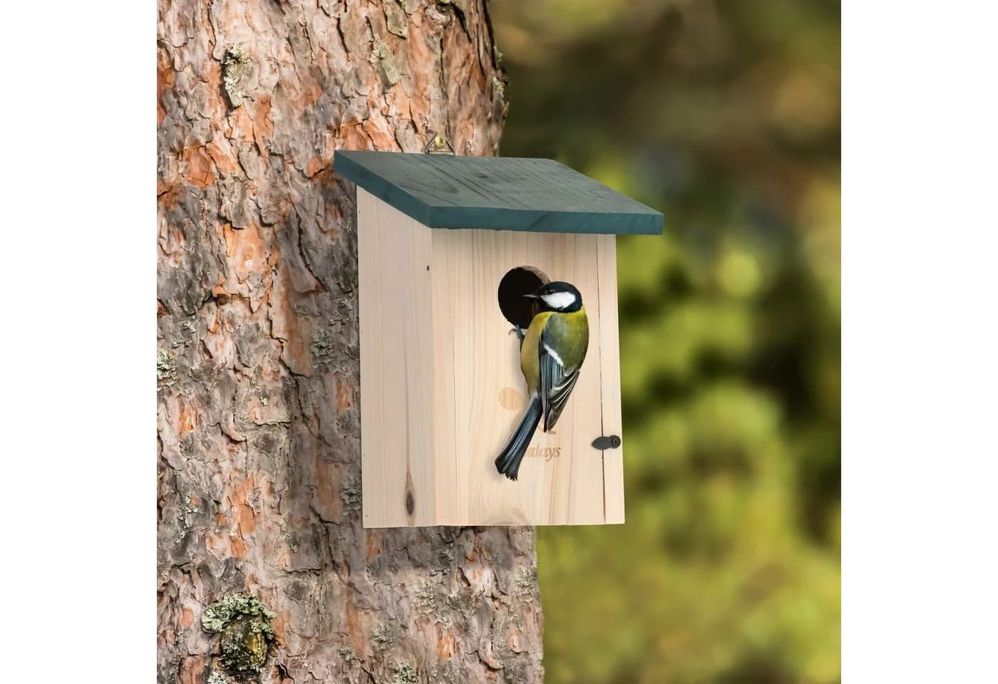 relaxdays Vogelhaus Nistkasten Grün Tannenholz
