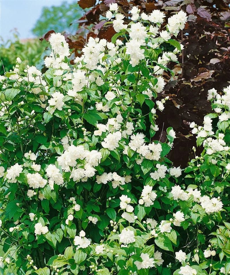 Philadelphus 'Schneesturm' Duftjasmin Weiß