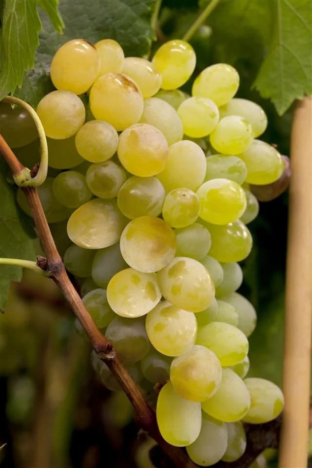 Vitis vinifera Lakemont Weinrebe Kernlos 80–100 cm