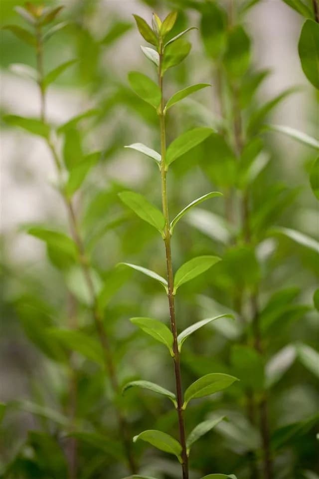 Ligustrum vulgare 'Atrovirens' Gewöhnlicher Liguster immergrün