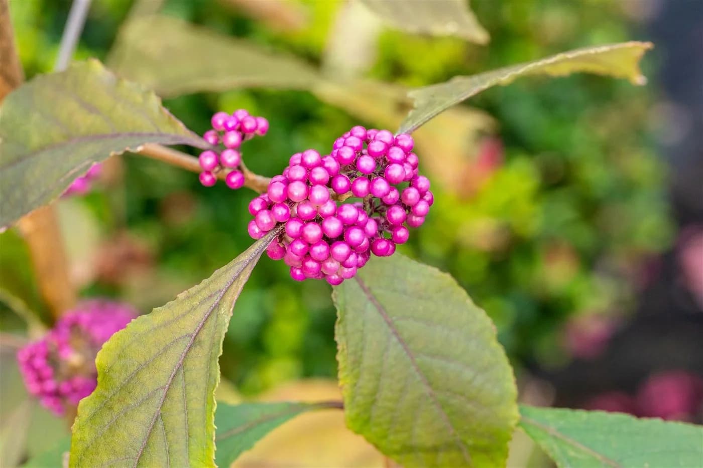Callicarpa bodinieri 'Profusion' Schönfrucht Violette Beeren 80–100 cm