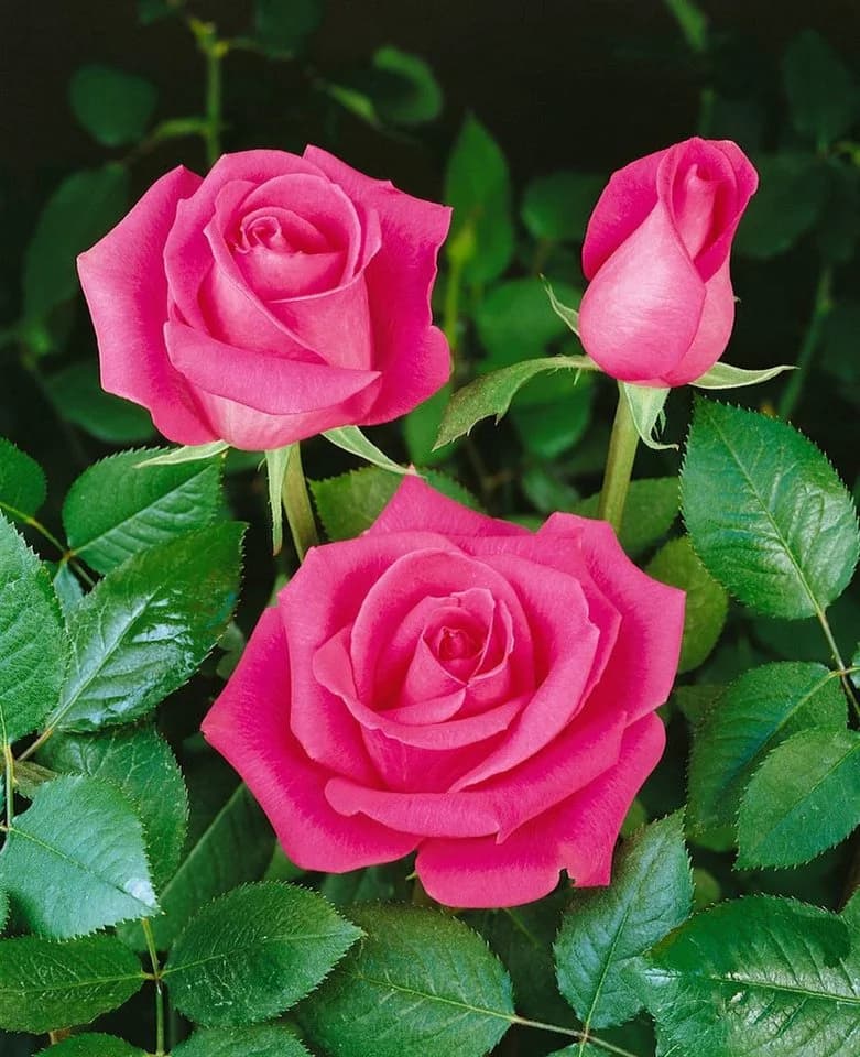 Rosa 'Ballerina' Moschusrose - Zierstrauch mit feinem Duft