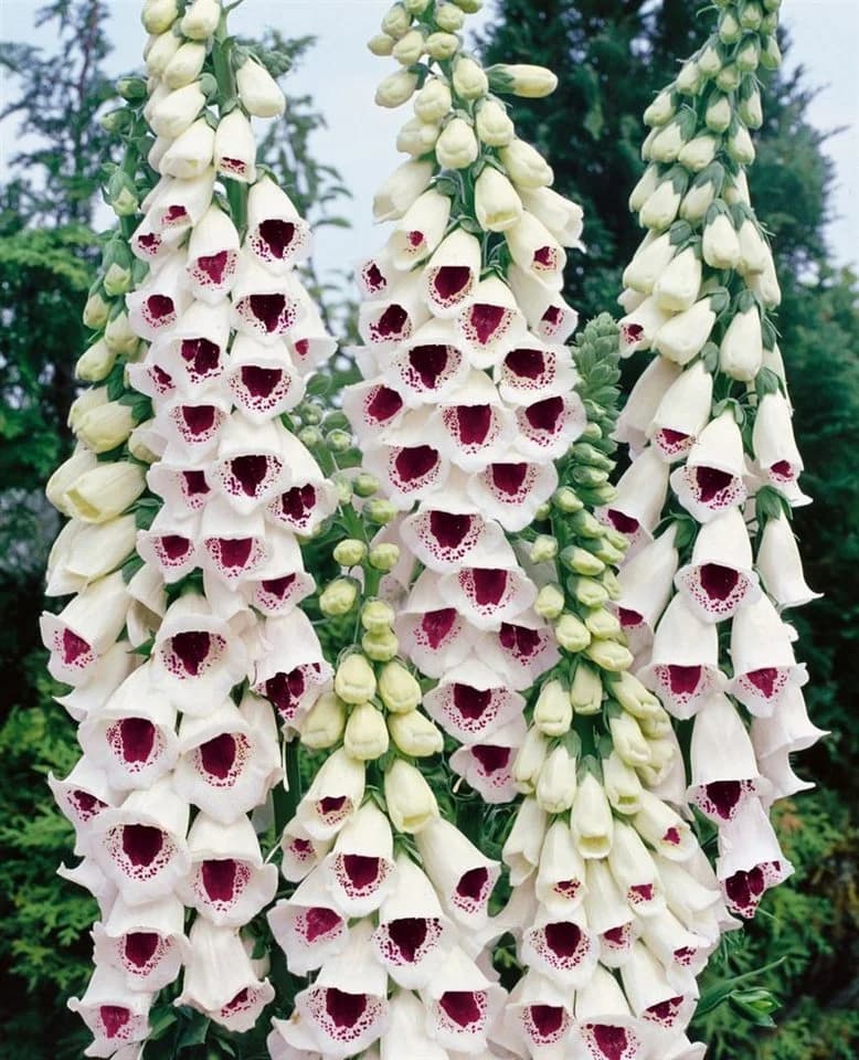 Digitalis purpurea 'Pam's Choice' Fingerhut zweifarbig ca. 9x9 cm Topf