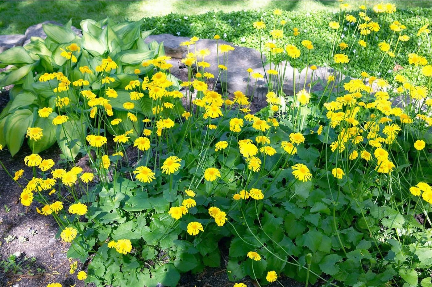 Frühblühende Gelbe Gartenstaude