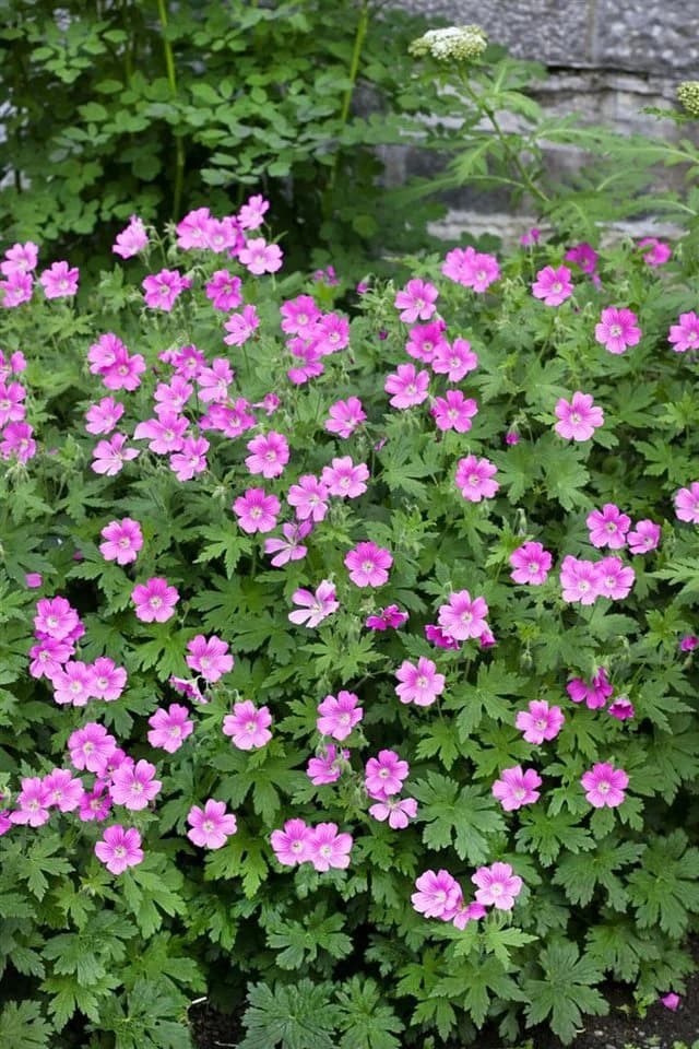 Geranium sanguineum 'Elke' Storchschnabel Rosa