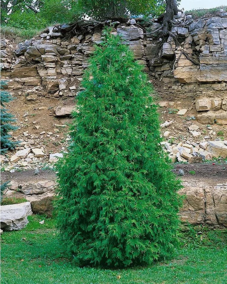 Thuja occidentalis 'Columna' Konifere Immergrün