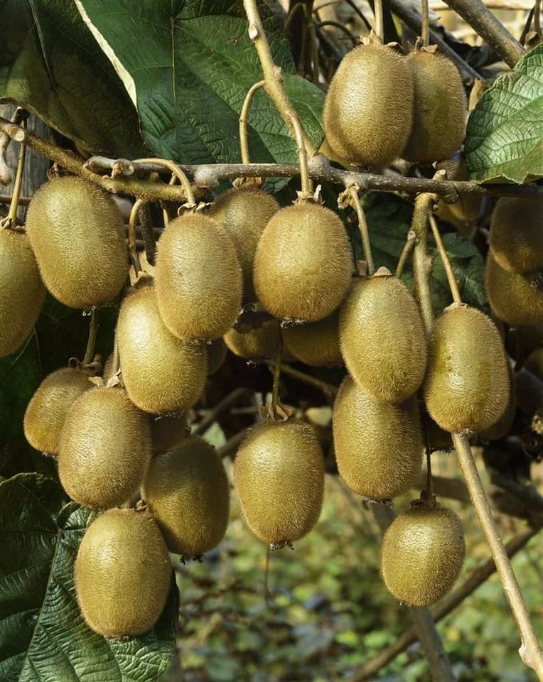 Pflanzen für Dich Kiwi Jenny Selbstfruchtend Essbare Früchte