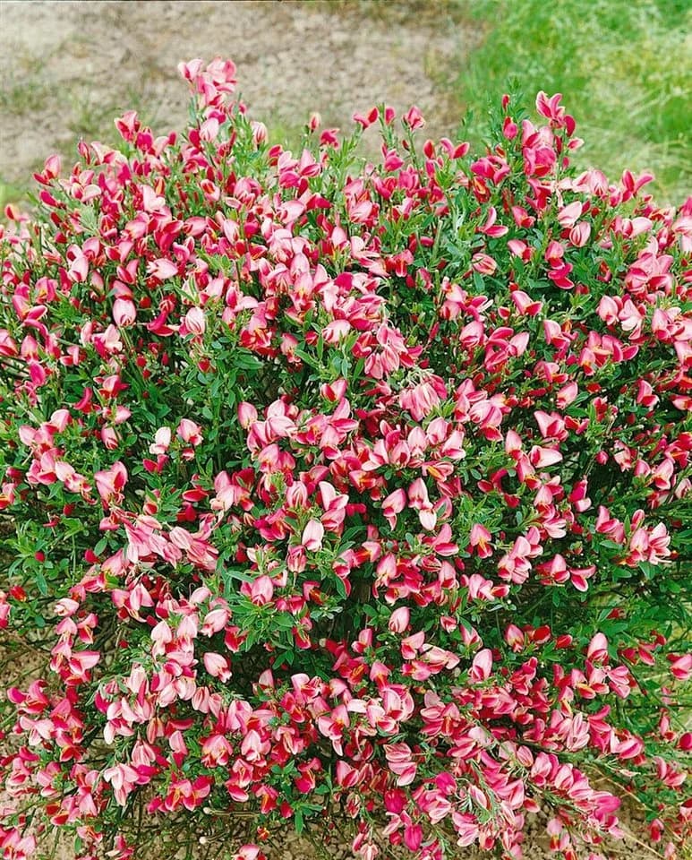 Cytisus scoparius 'Eva' Besenginster Gelb