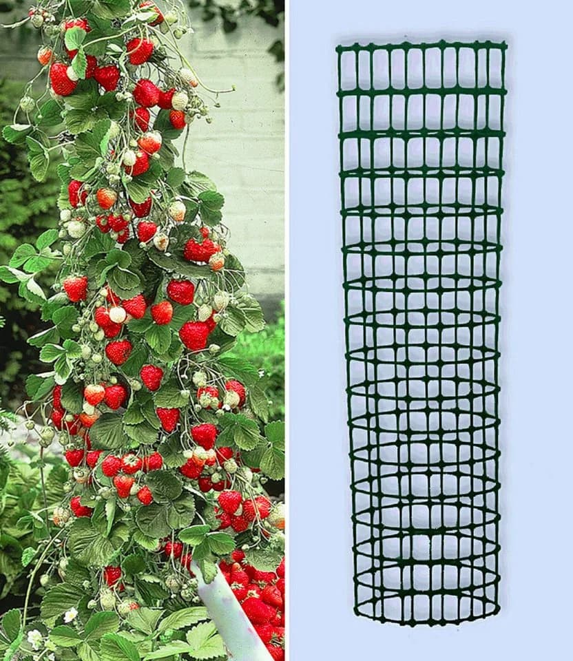 BALDUR Garten Kletter-Erdbeere 'Hummi®' mit Rankturm, Winterhart, Mehrjährig, Pflegeleicht