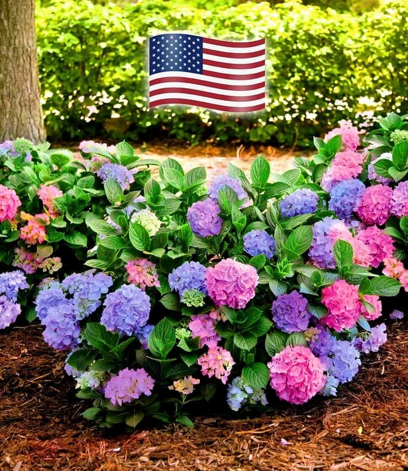 BALDUR Garten Zierstrauch Freiland-Hortensie 'L.A. Dreamin®'