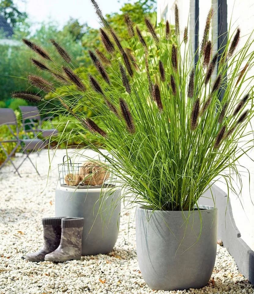 BALDUR Garten Schwarzes Lampenputzergras Federborstengras Winterhart Mehrjährig