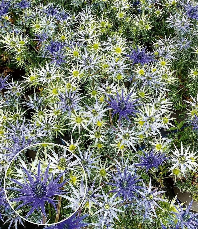 BALDUR Garten Staude Eryngium 'Bourgatii' 2 St. Hellblau Silber