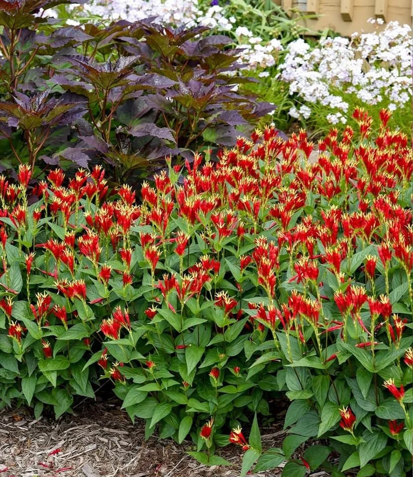 BALDUR Garten Staude Spigelia 'Little Redhead®' Schmetterlingsmagnet Winterhart