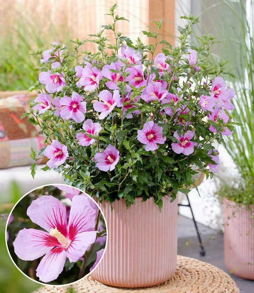 BALDUR Garten Zwerg-Hibiskus Little Legends Pink®