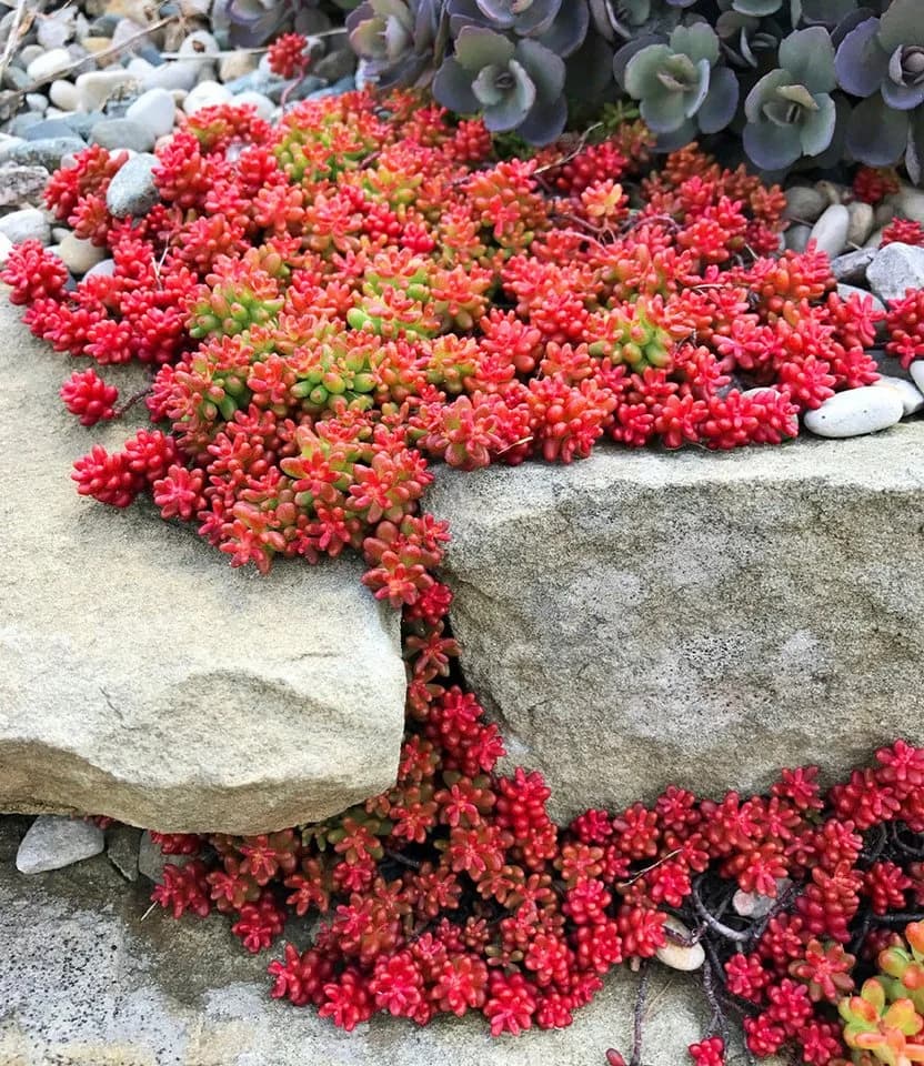 BALDUR Garten Bodendecker Teppich-Sedum Coral Carpet 2 St. Steingartenpflanze immergrün