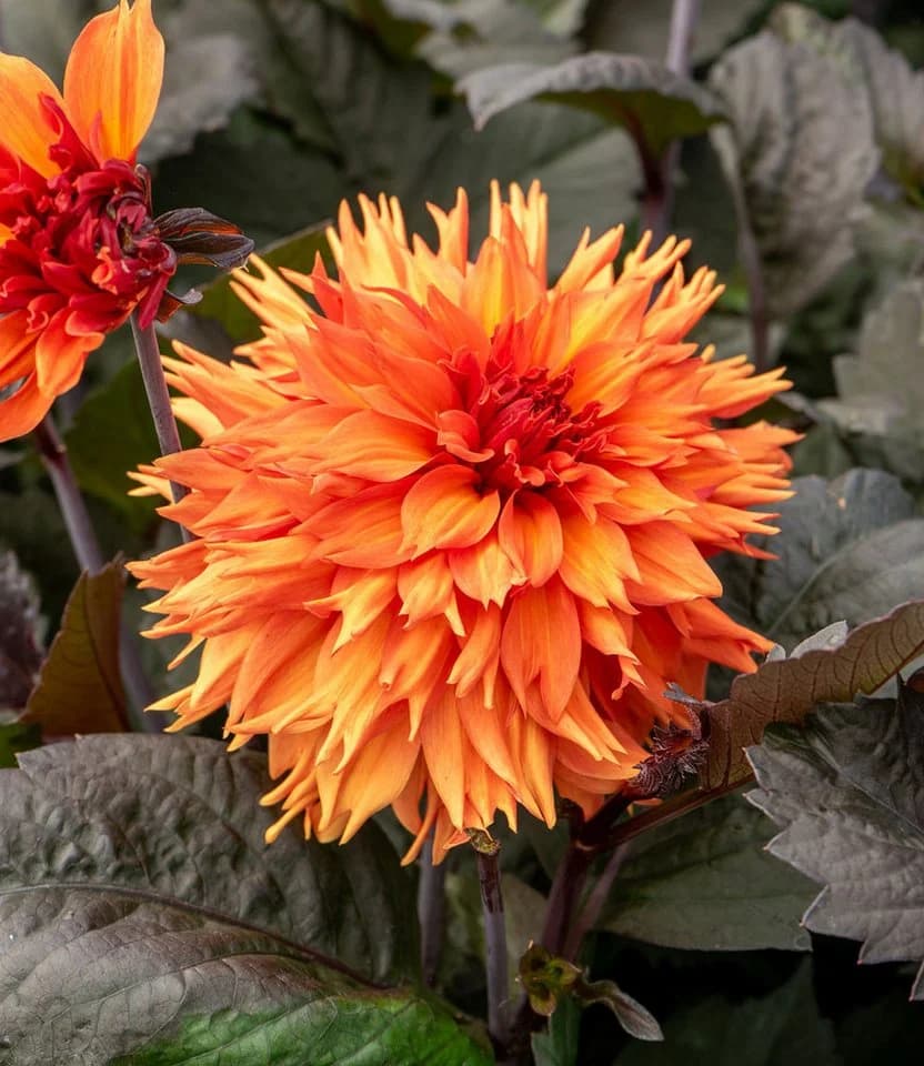 BALDUR Garten Blumenzwiebeln Dahlie 'Iron in the Fire®' Orange-Rot