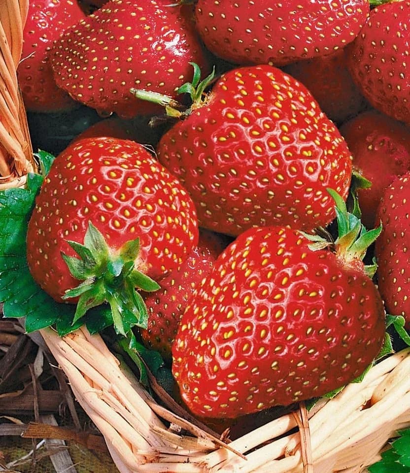 BALDUR Garten Immertragende Erdbeere 'Seascape®' 8 St. Selbstbefruchtend Rot