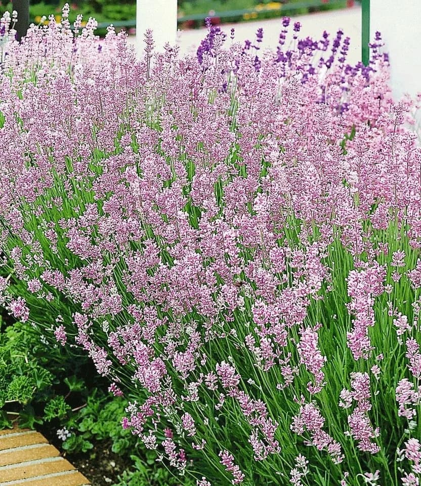 BALDUR Garten Duft-Lavendel 'Rosa' 6 St. Winterhart & Duftend