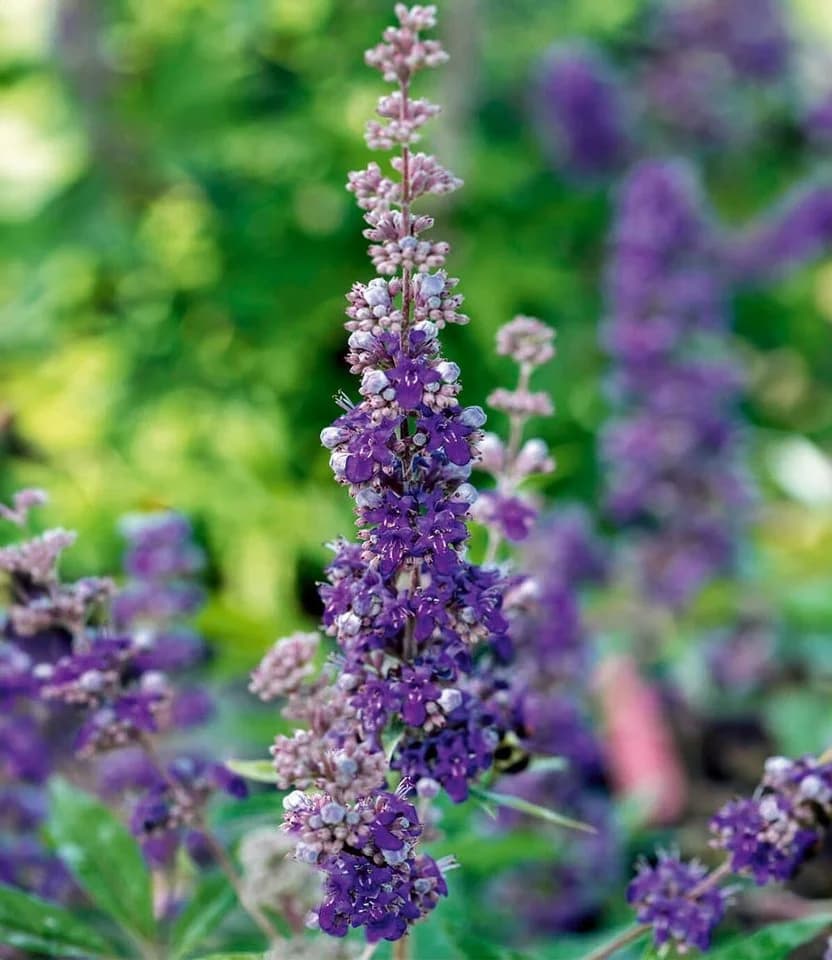 BALDUR Garten Zierstrauch Mönchspfeffer 'Queen Bee®' Sommerflieder