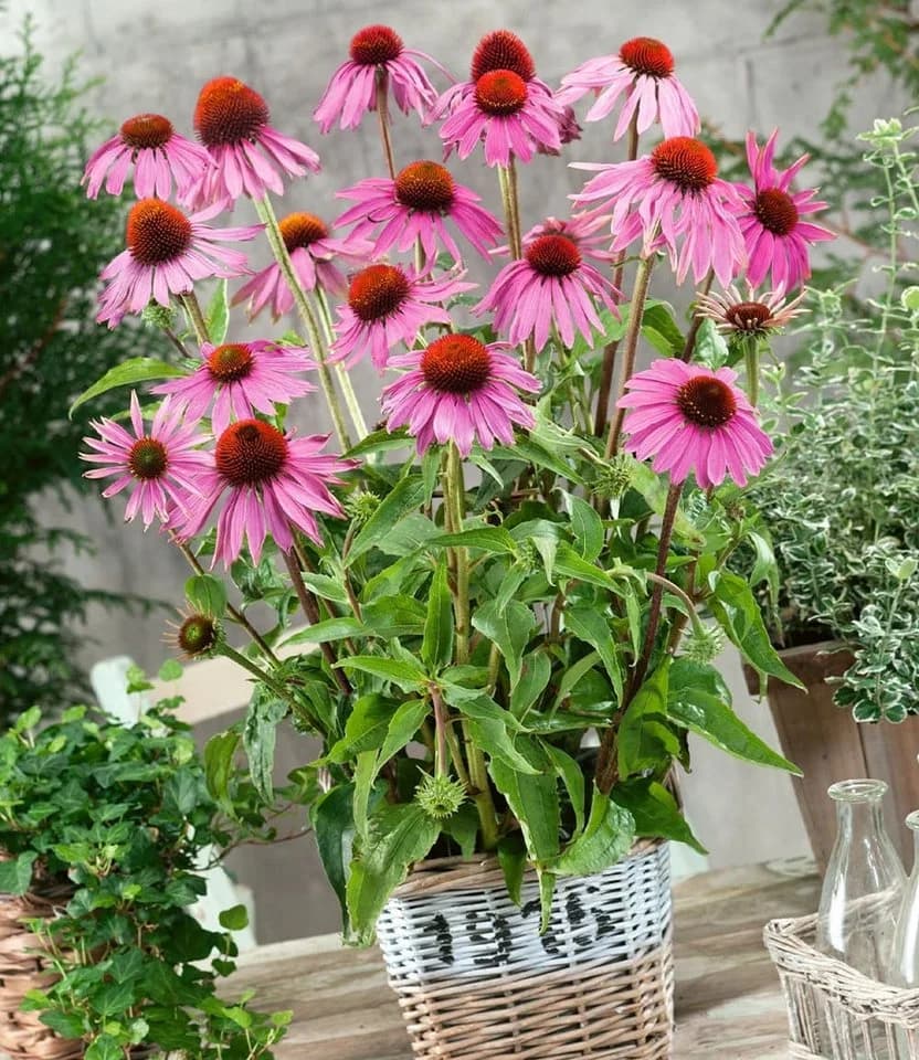 BALDUR Echinacea purpurea 6er-Set Bienenfreundlich